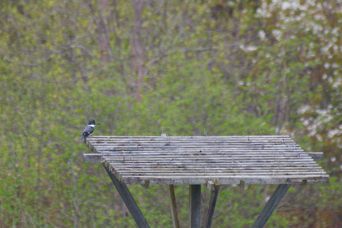Belted Kingfisher - ML619219129