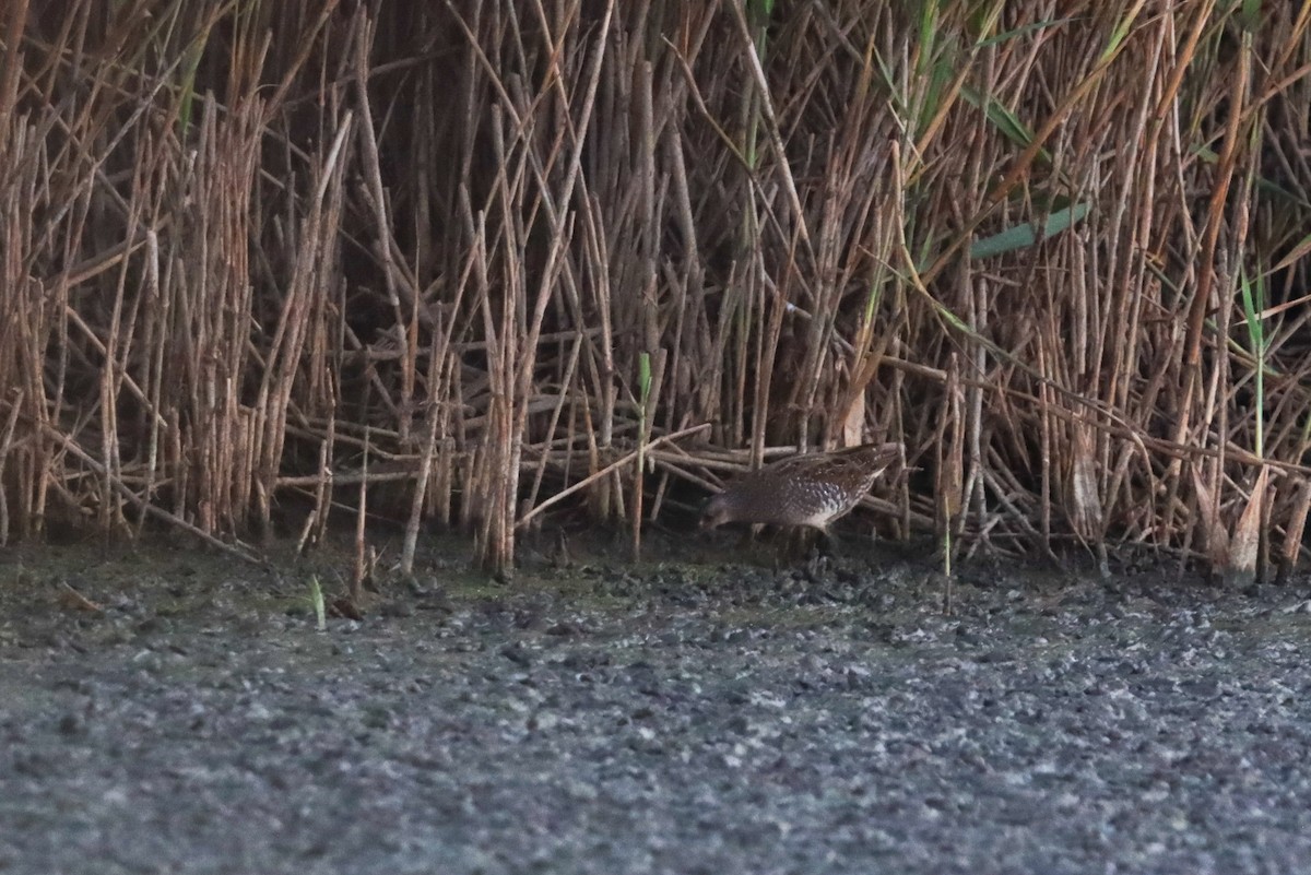 Spotted Crake - ML619219166