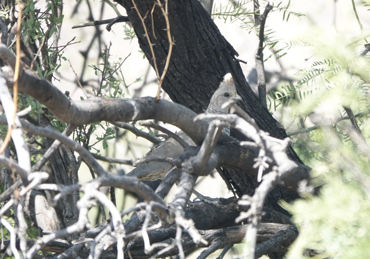 Scaled Quail - ML619219168