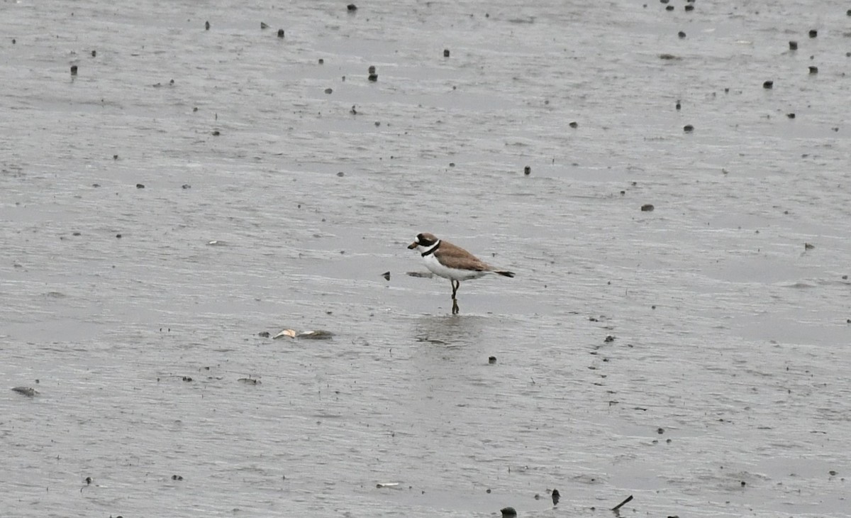 Semipalmated Plover - ML619219225