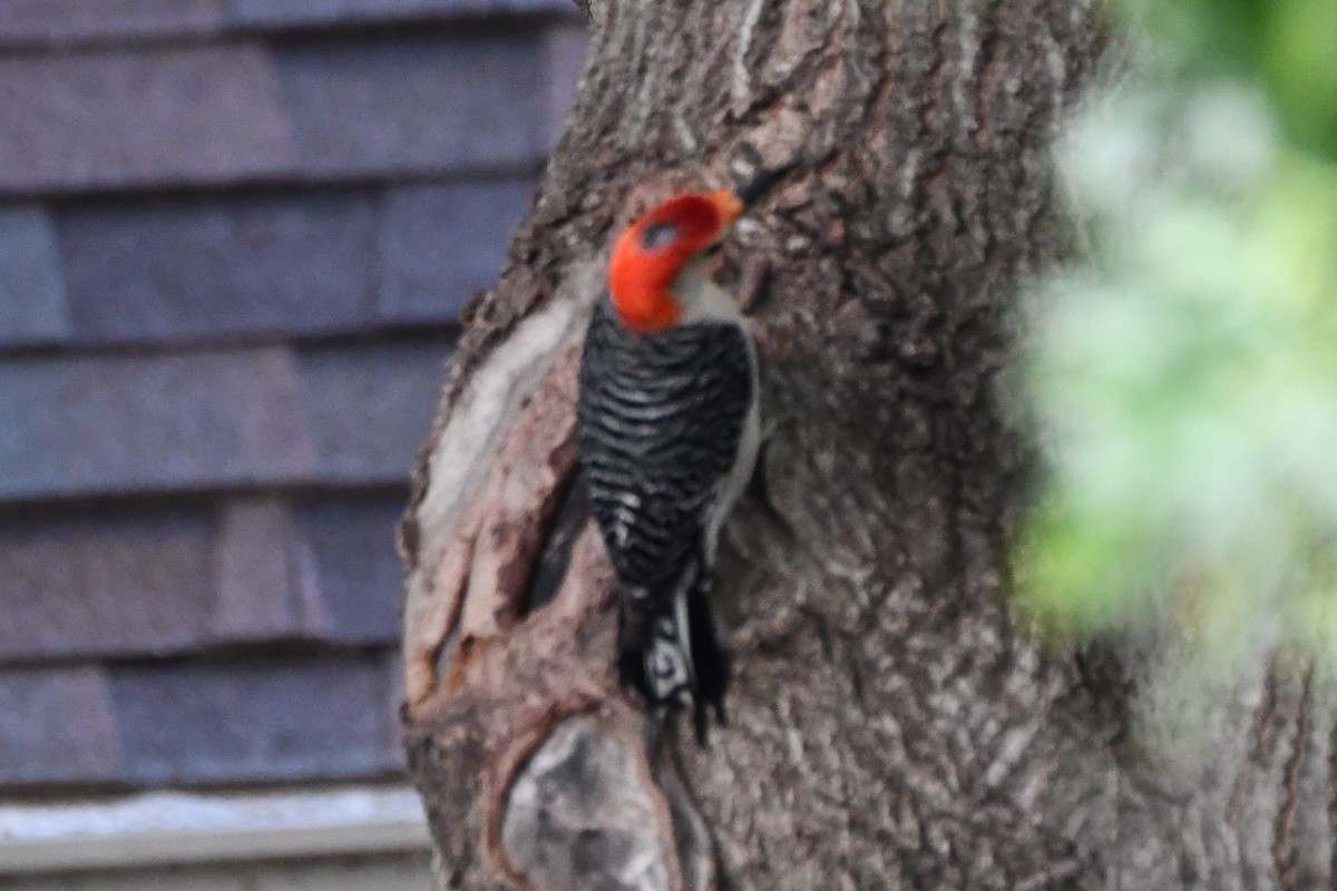 Red-bellied Woodpecker - ML619219253