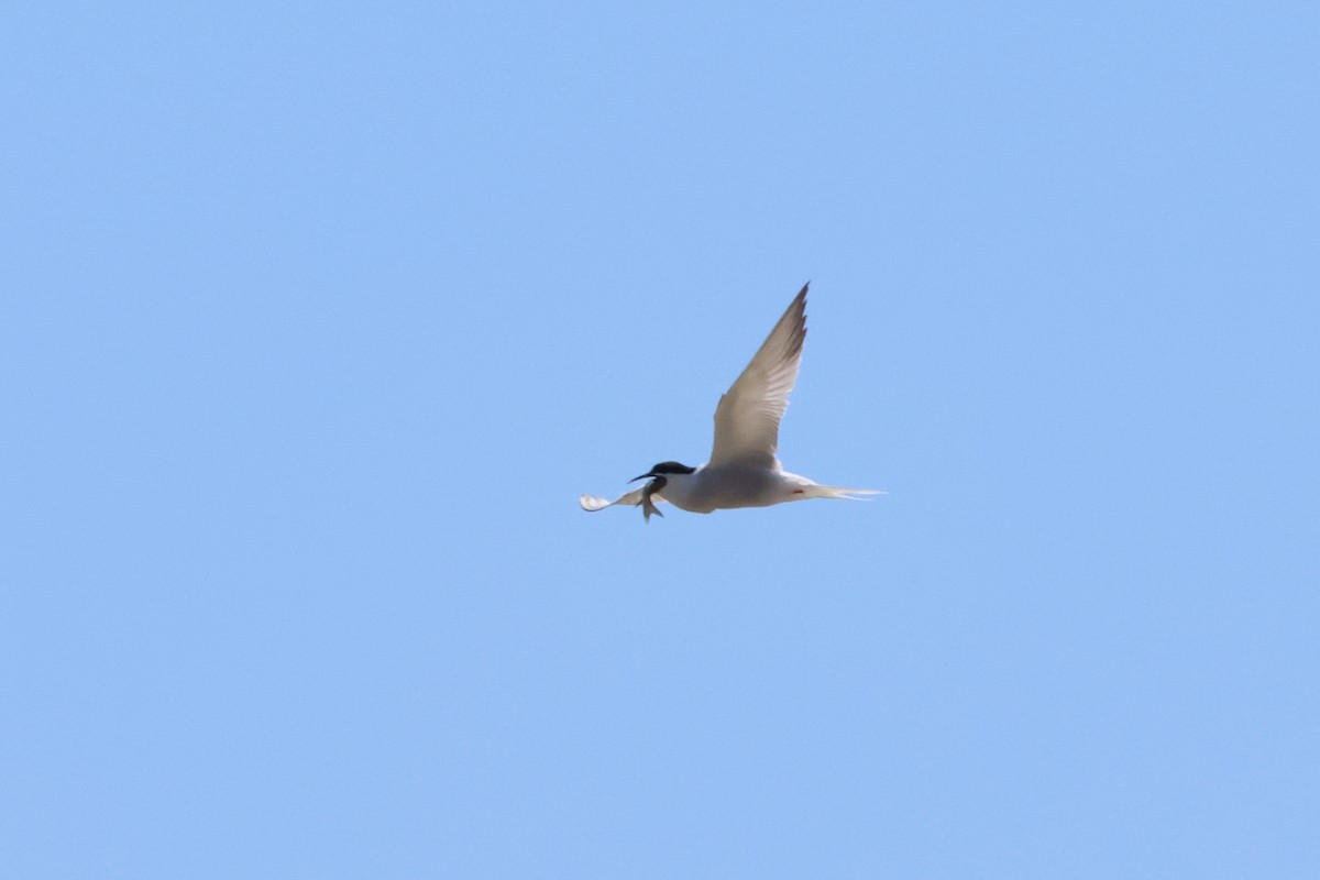 Common Tern - ML619219280