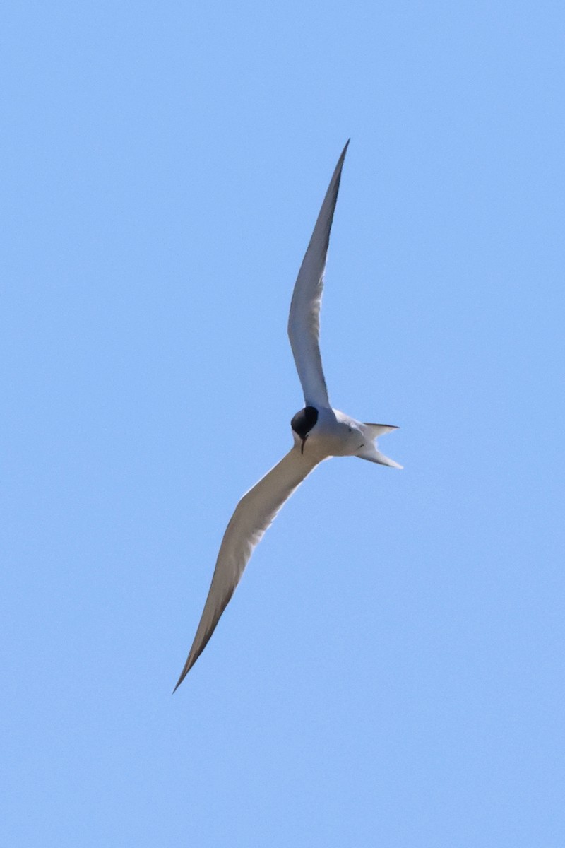 Common Tern - ML619219281