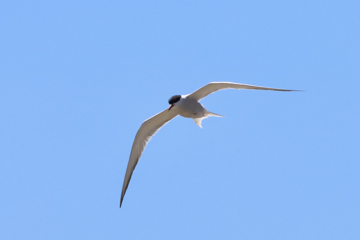 Common Tern - ML619219283
