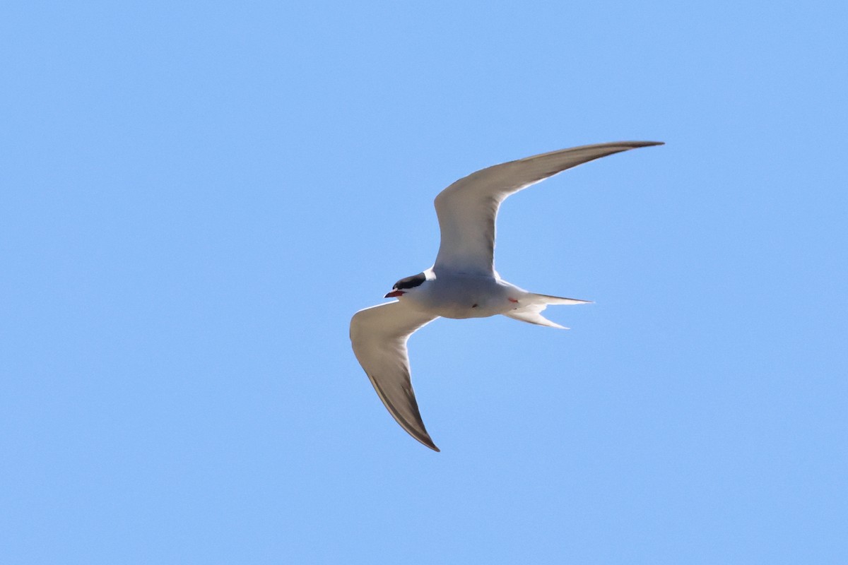Common Tern - ML619219284