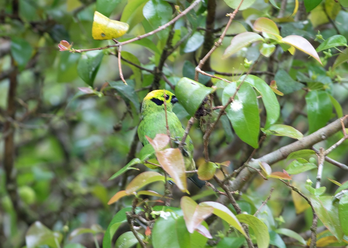 Emerald Tanager - ML619219286