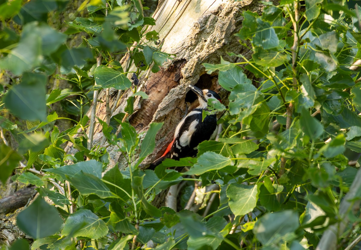 Great Spotted Woodpecker - ML619219309