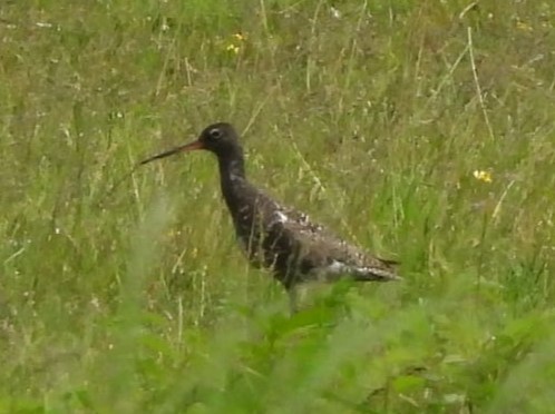 Spotted Redshank - ML619219383