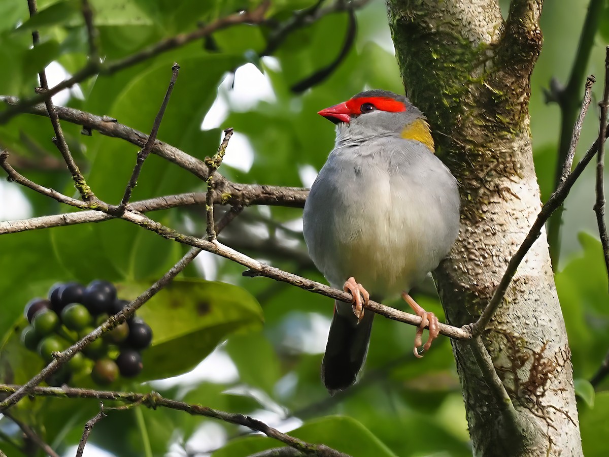 Red-browed Firetail - ML619219414