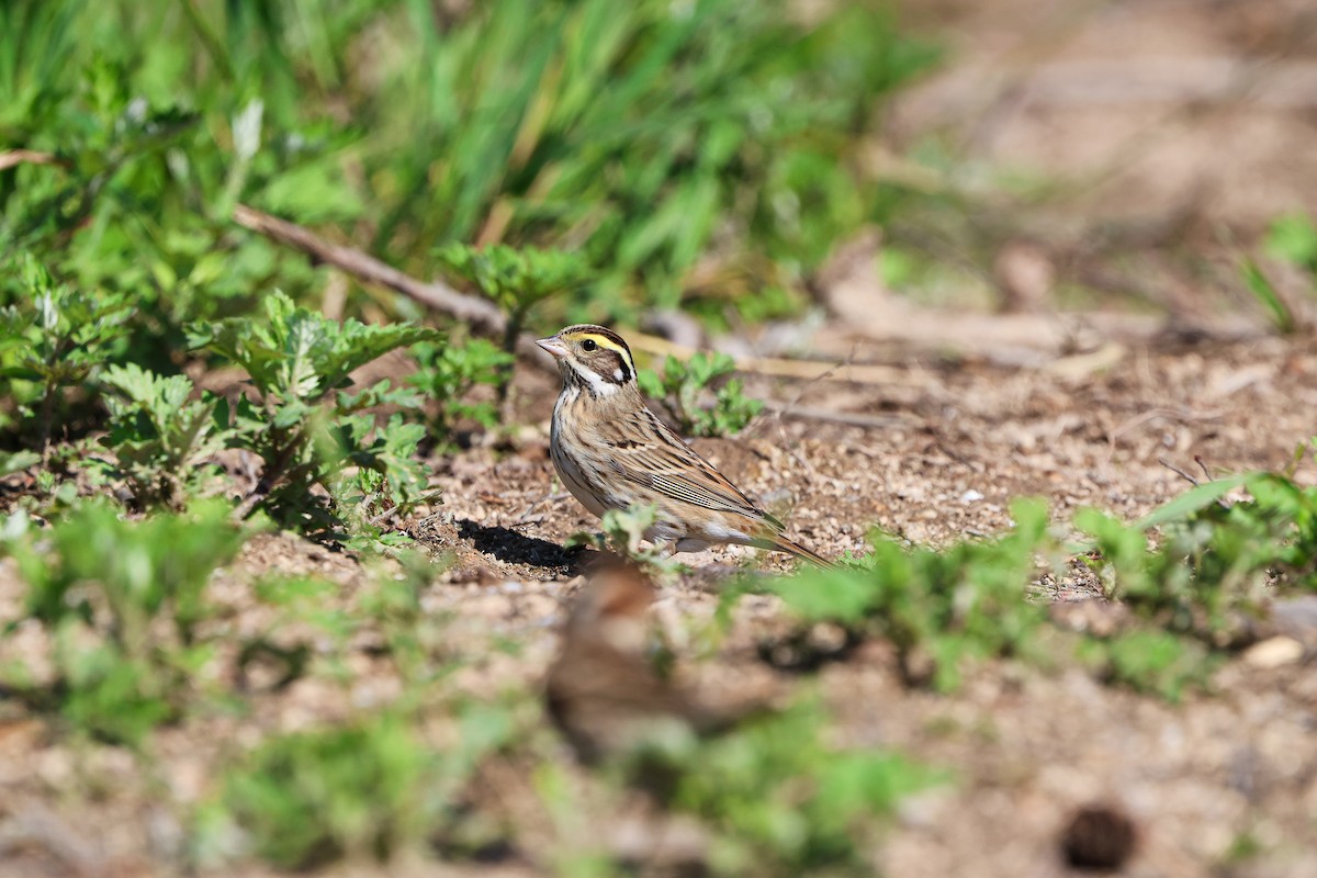 Yellow-browed Bunting - ML619219449