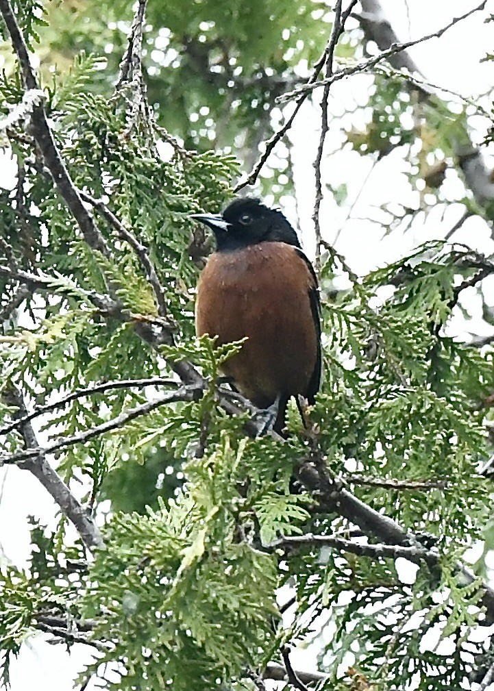Orchard Oriole - ML619219459