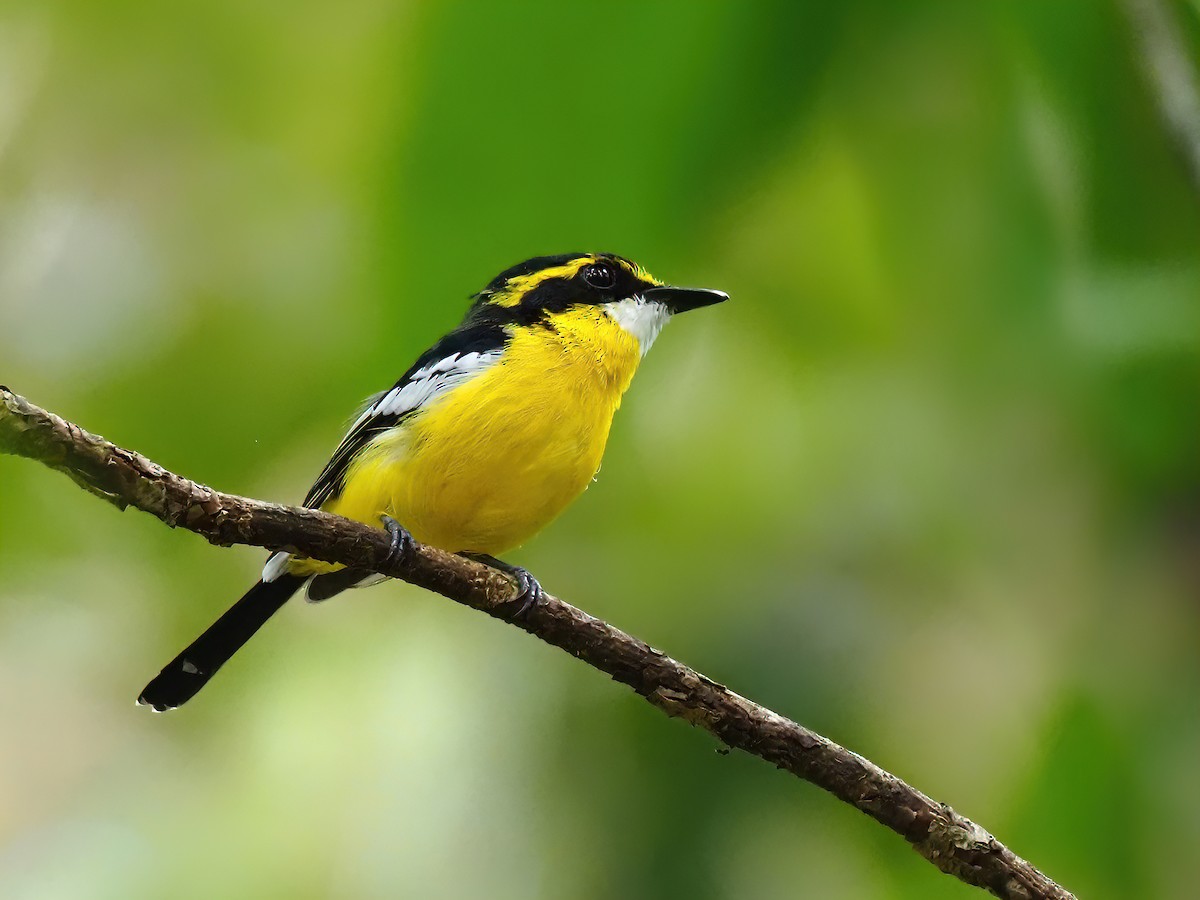 Yellow-breasted Boatbill - ML619219470
