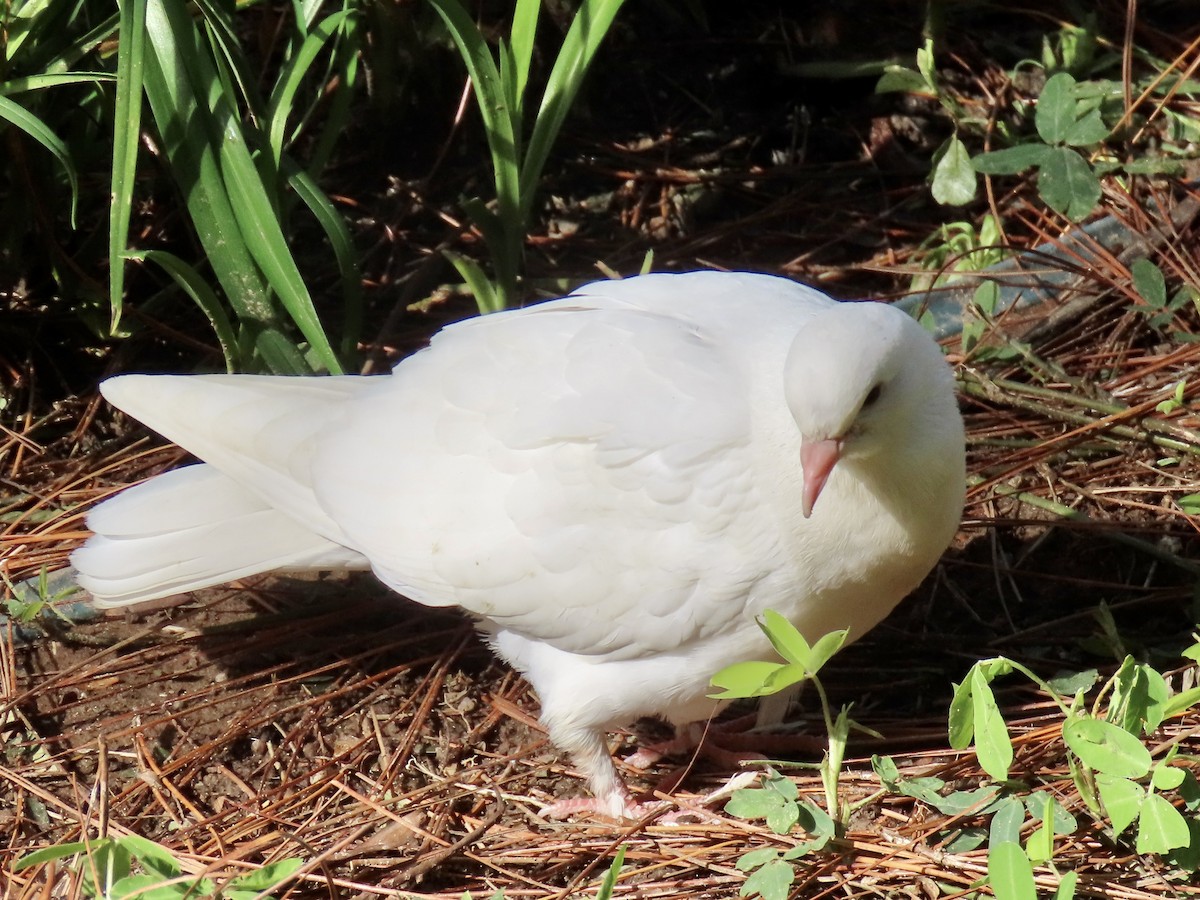Сизый голубь (Одомашненного типа) - ML619219480