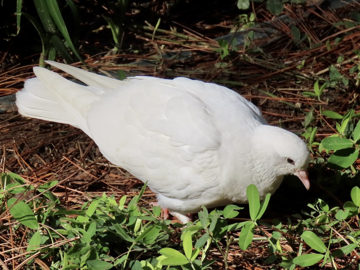 Сизый голубь (Одомашненного типа) - ML619219481