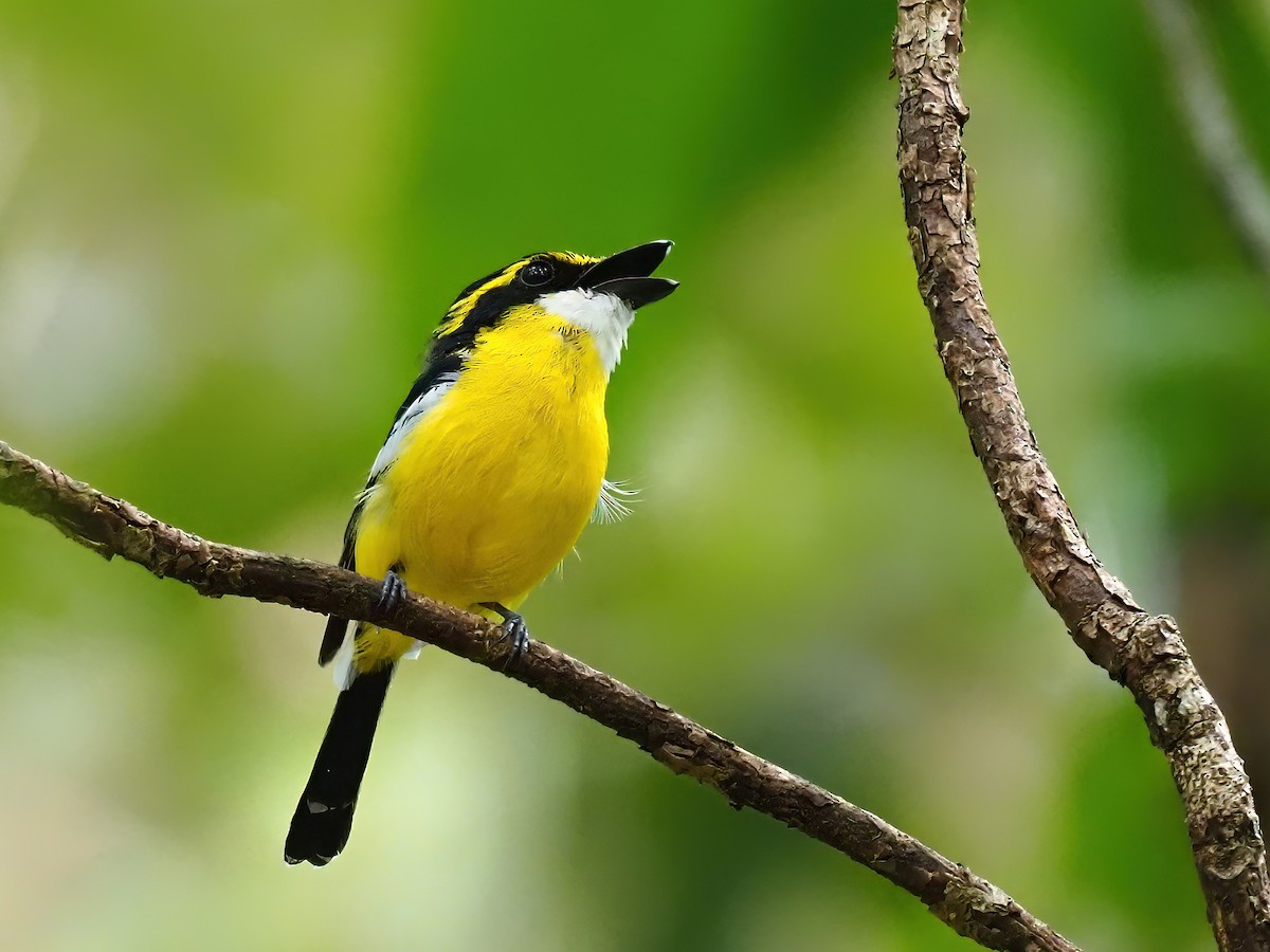 Yellow-breasted Boatbill - ML619219492
