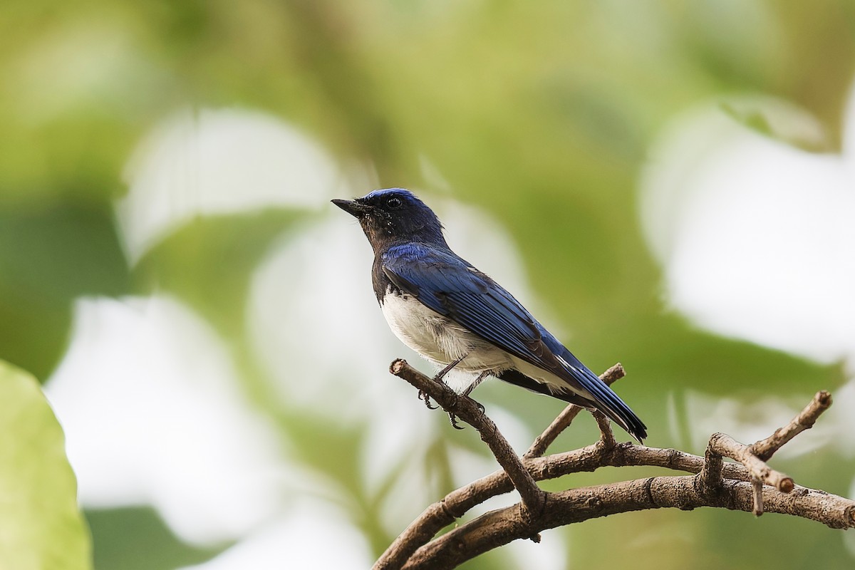 Blue-and-white Flycatcher - ML619219498
