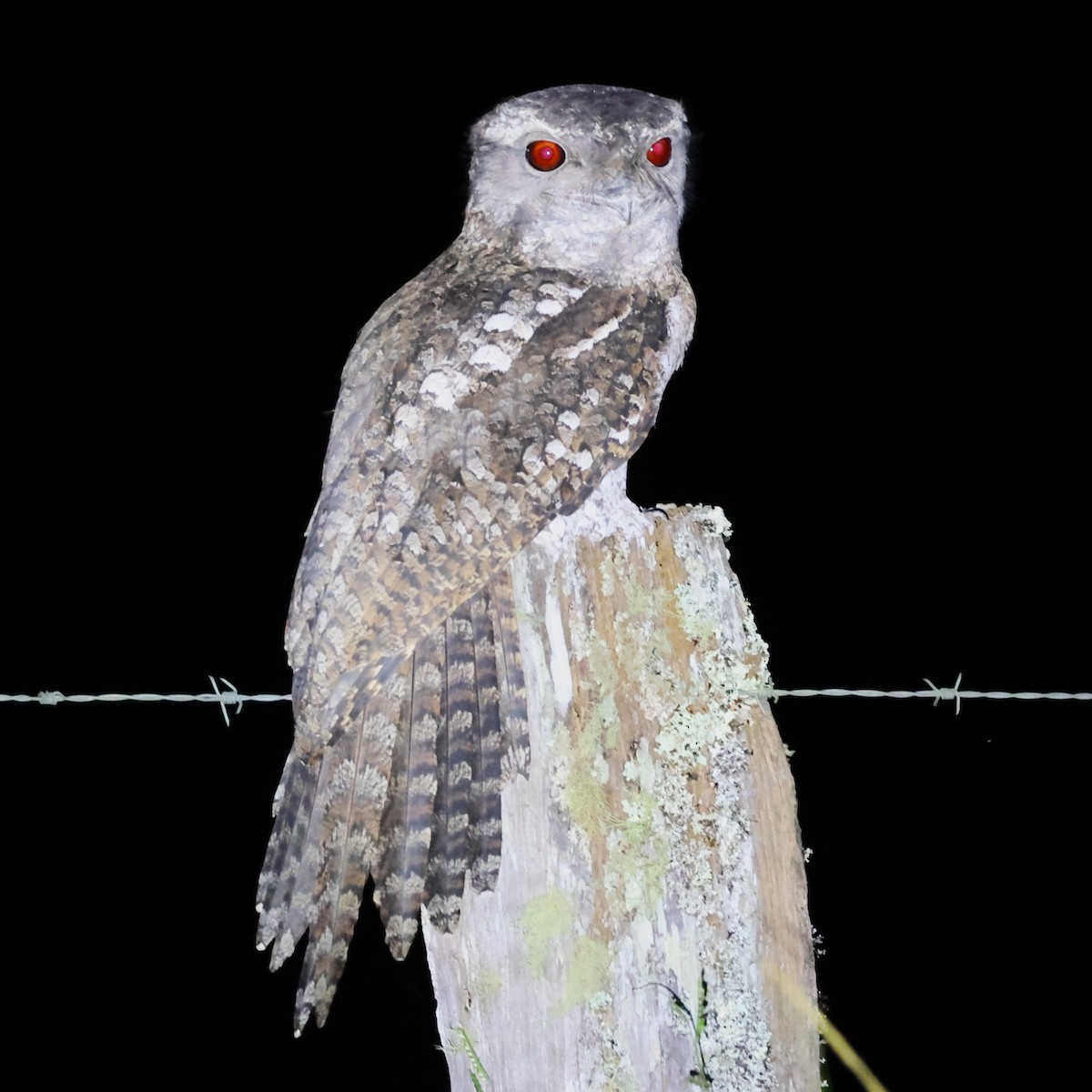 Papuan Frogmouth - ML619219519