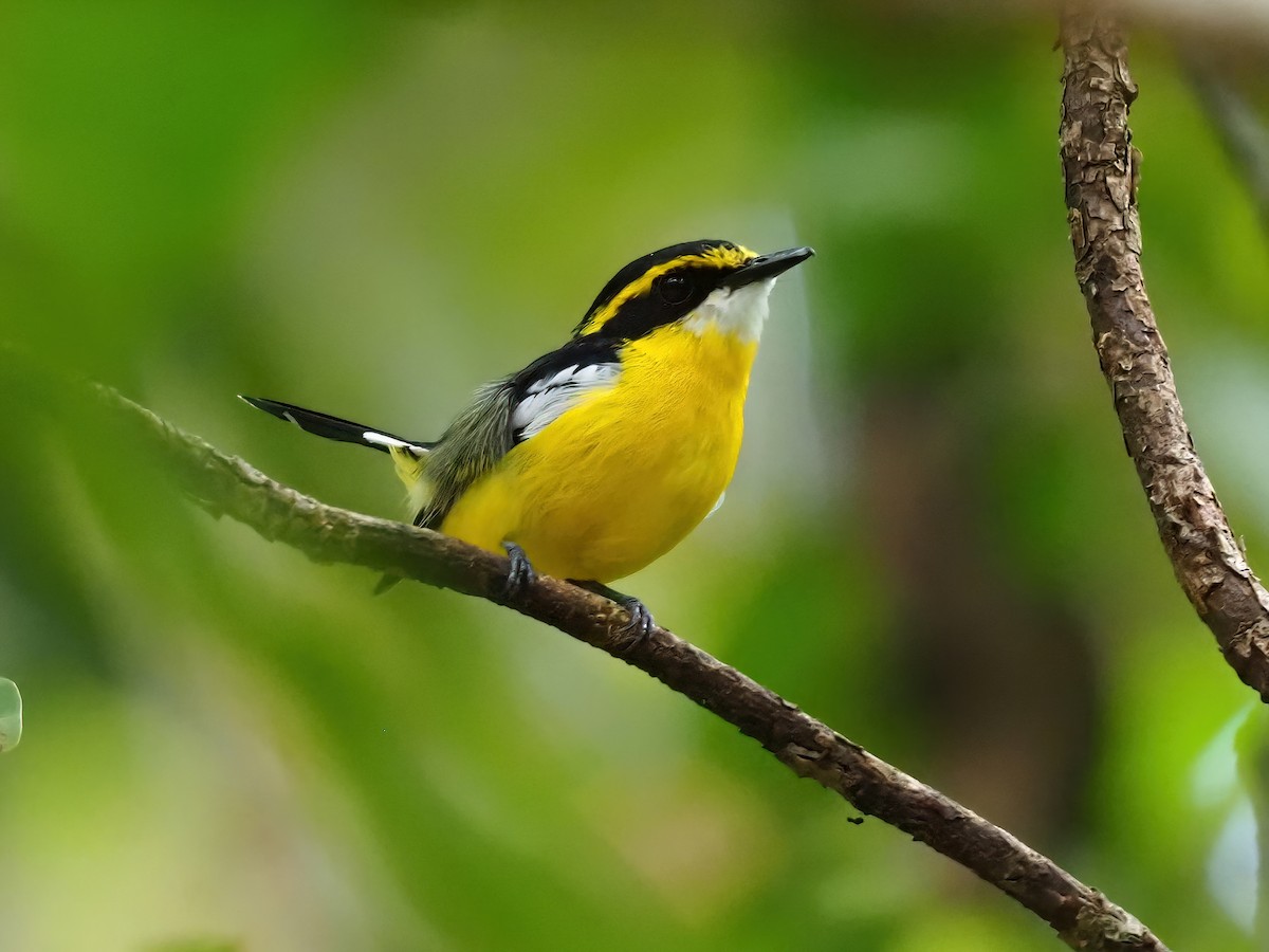 Yellow-breasted Boatbill - ML619219527