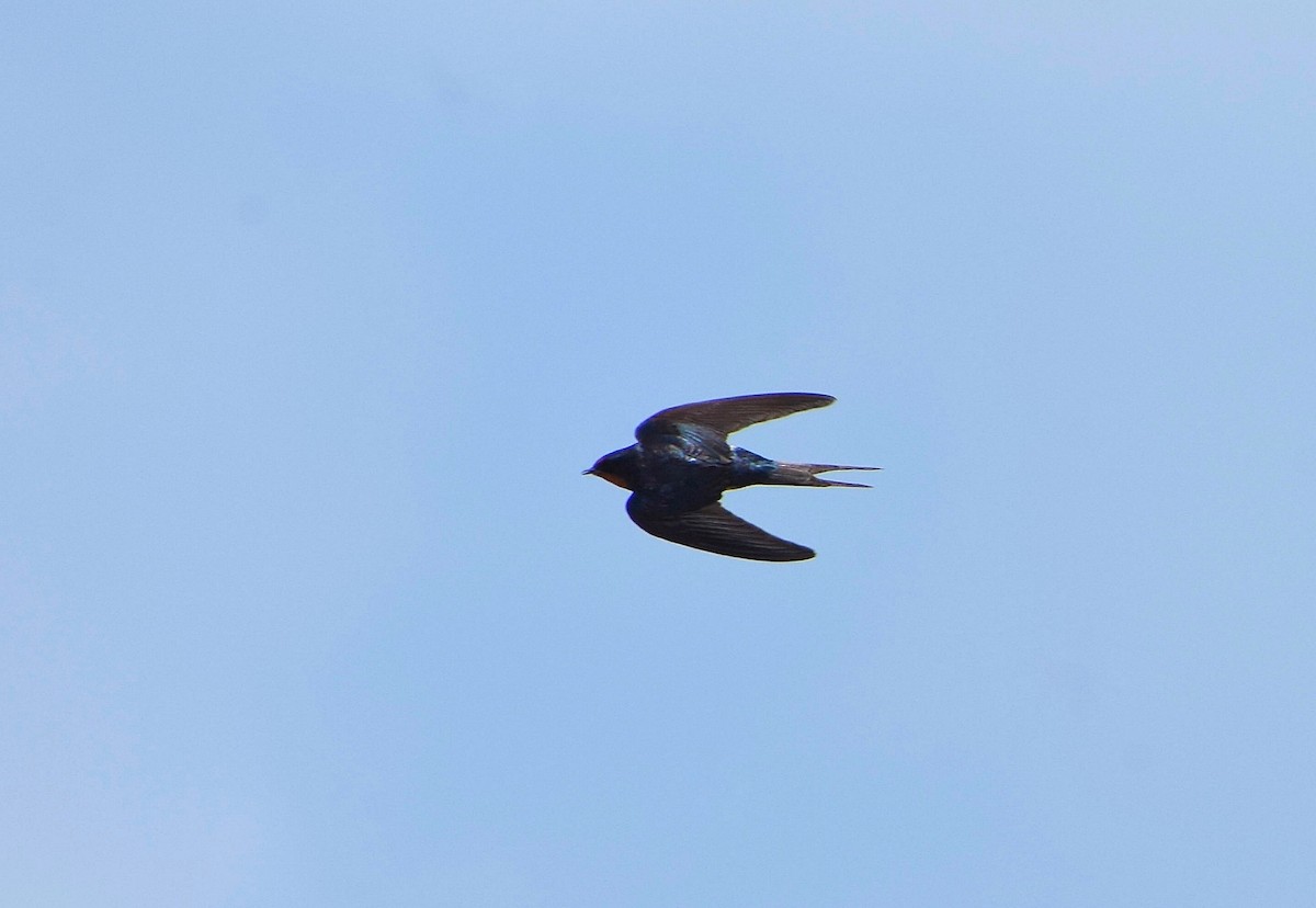 Barn Swallow - ML619219529