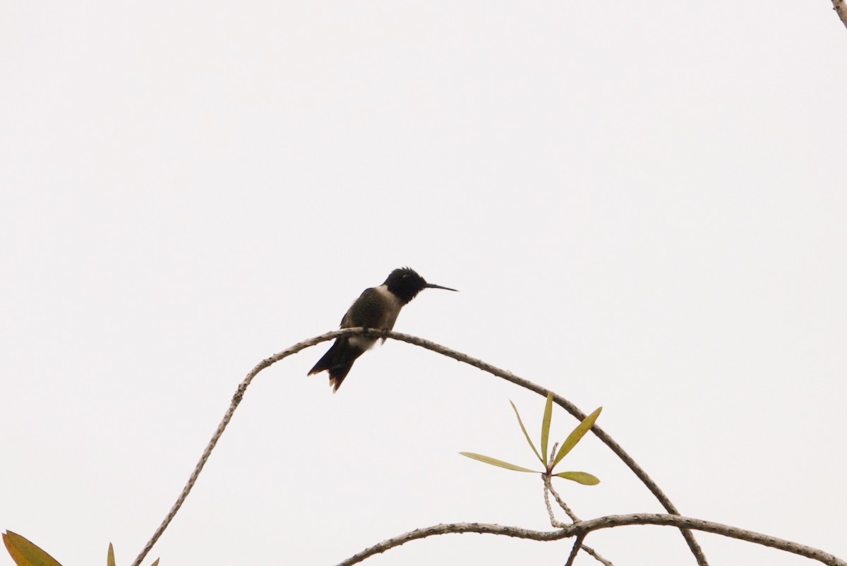 Ruby-throated Hummingbird - ML619219538