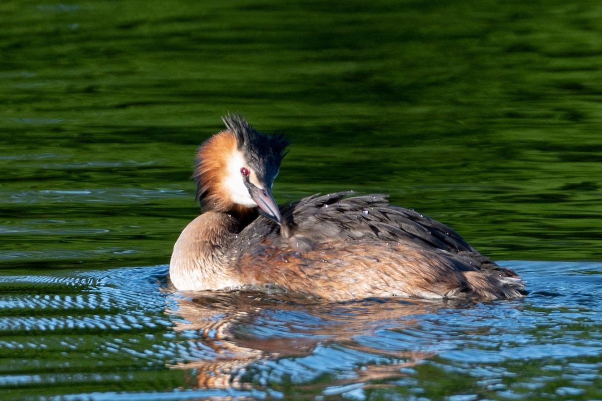 Great Crested Grebe - ML619219551