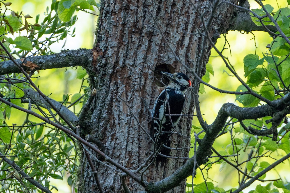Great Spotted Woodpecker - ML619219584