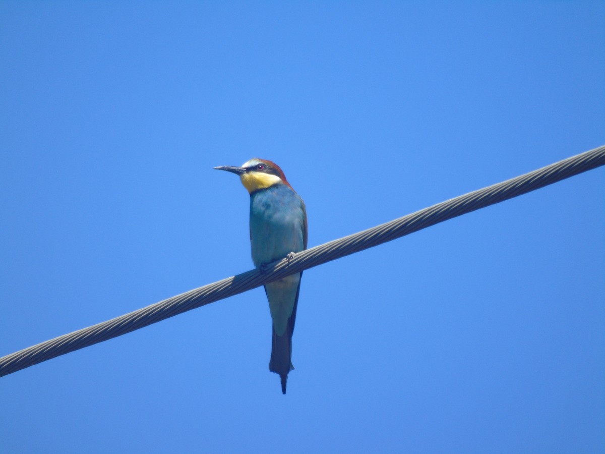 European Bee-eater - ML619219602