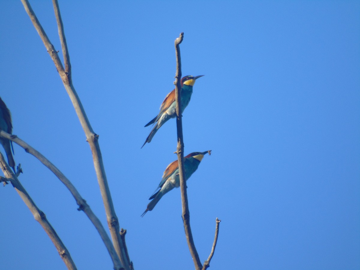 European Bee-eater - ML619219606