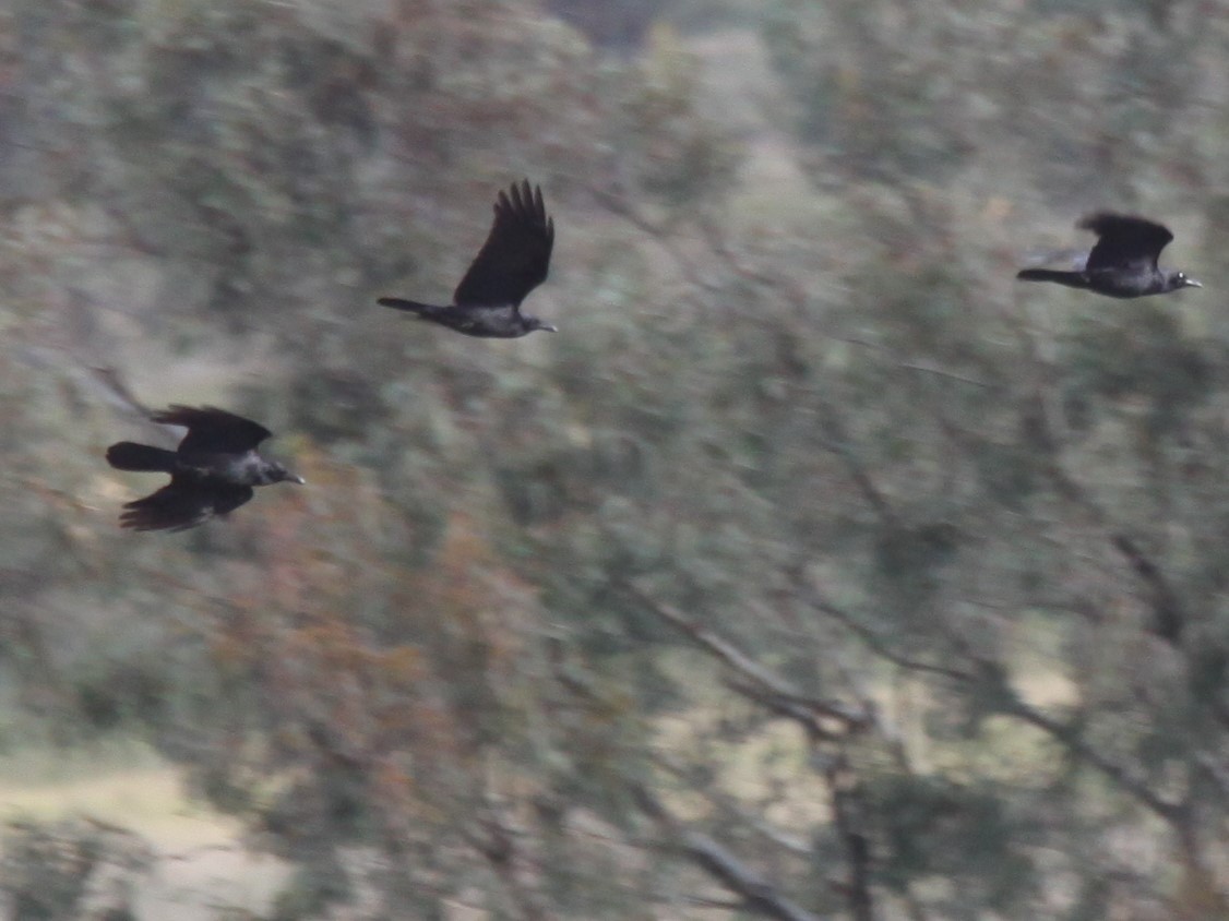 Australian Raven - ML619219715