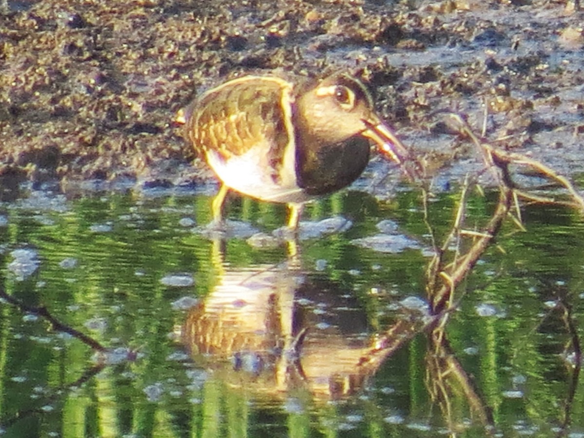 Greater Painted-Snipe - ML619219718