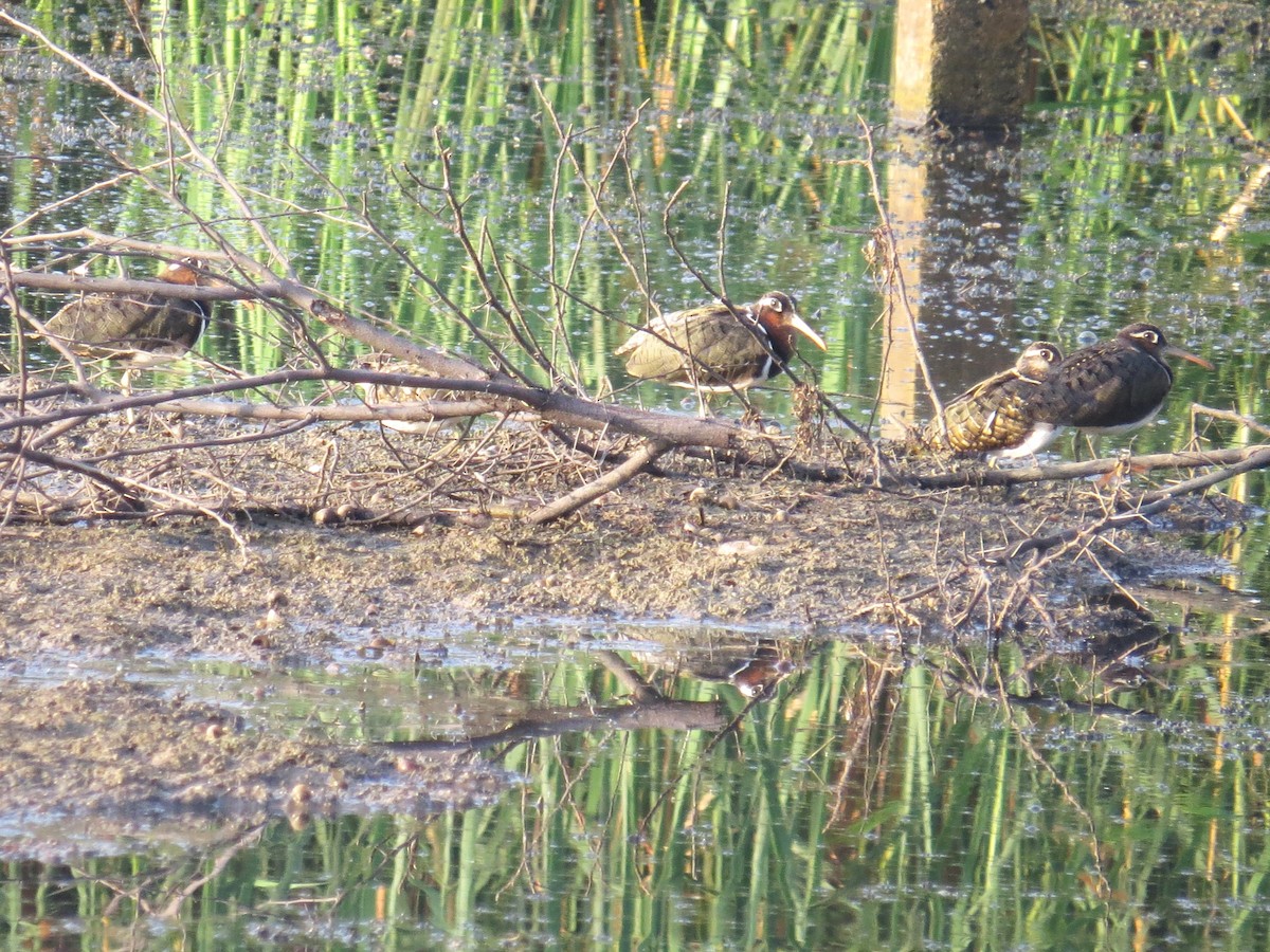 Greater Painted-Snipe - ML619219720