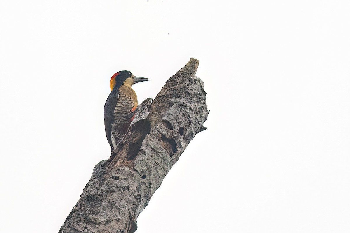 Beautiful Woodpecker - ML619219745