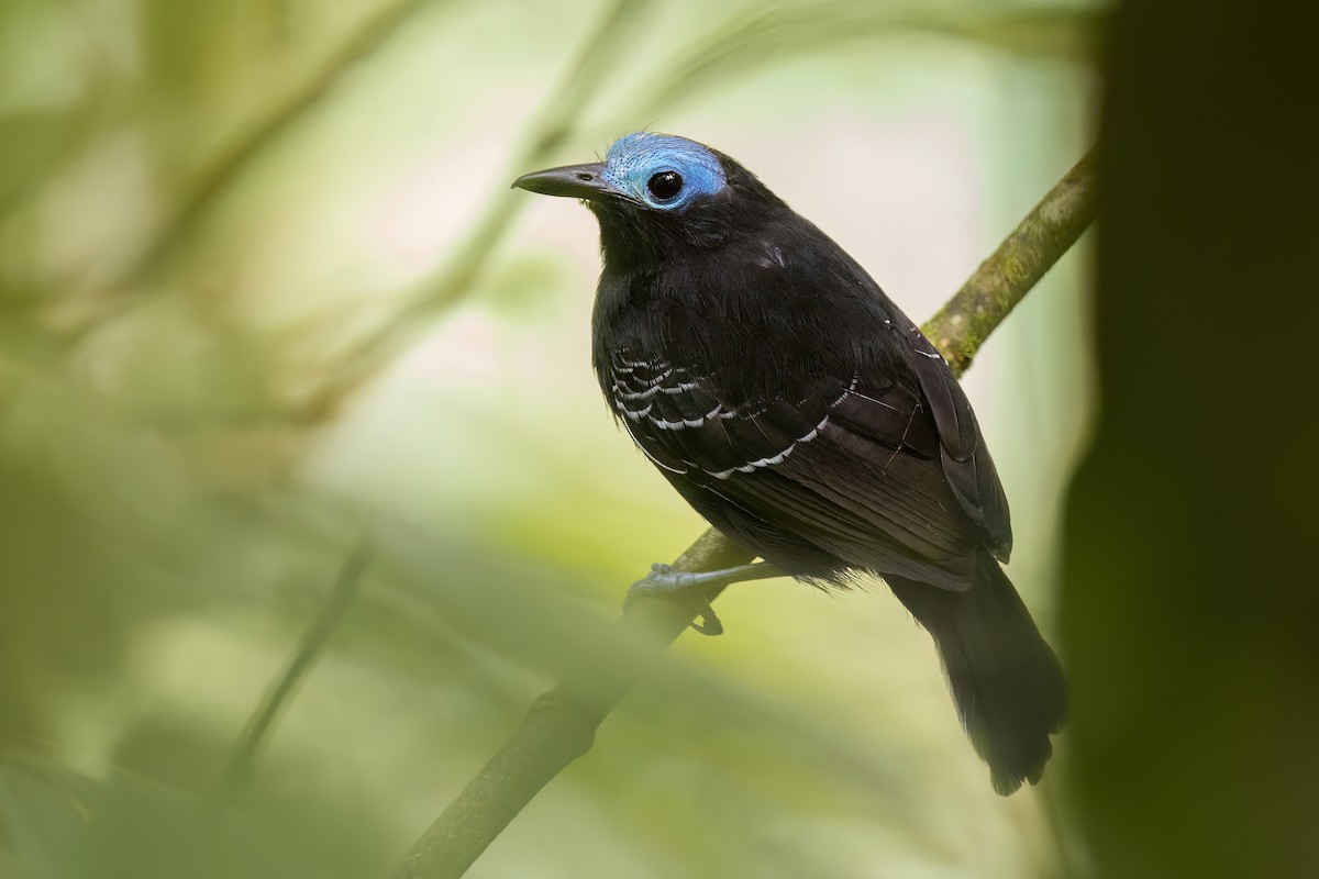 Bare-crowned Antbird - ML619219766