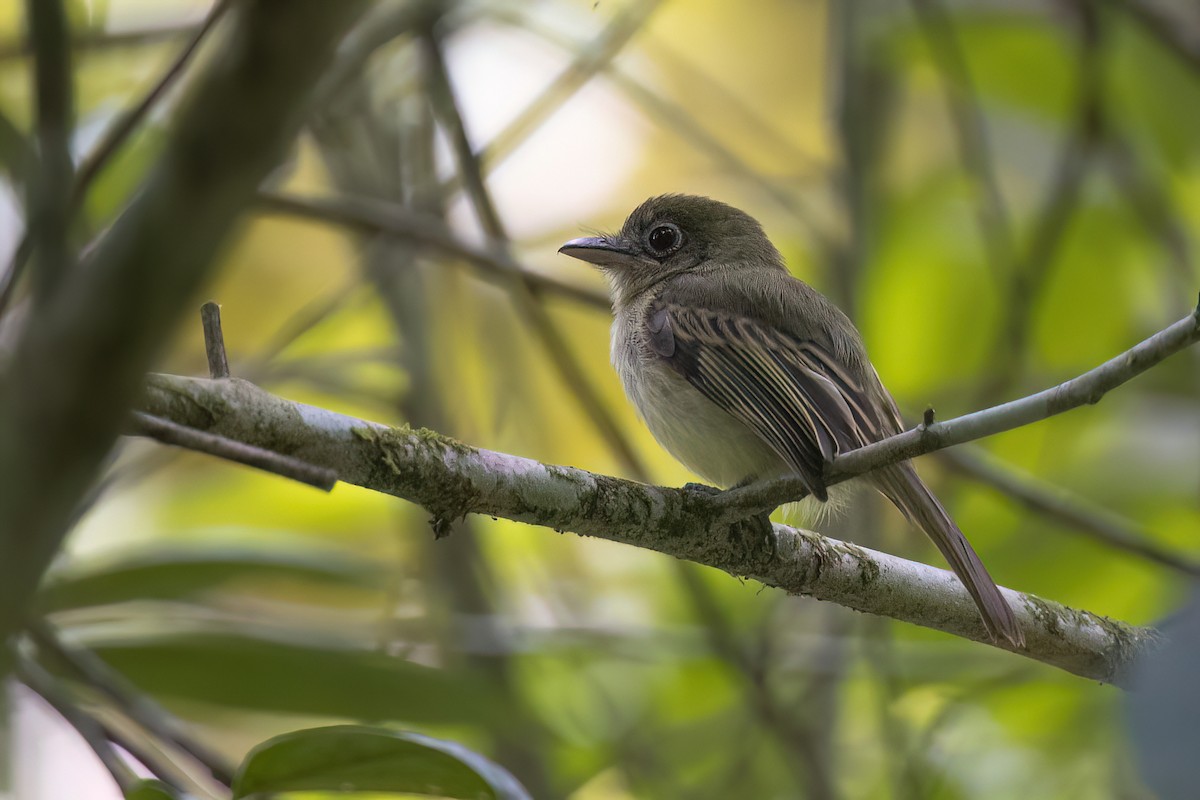 Western Olivaceous Flatbill - ML619219817