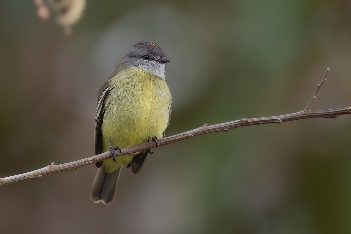 Yellow-crowned Tyrannulet - ML619219821