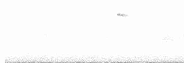 dvergfluesnapper - ML619219825