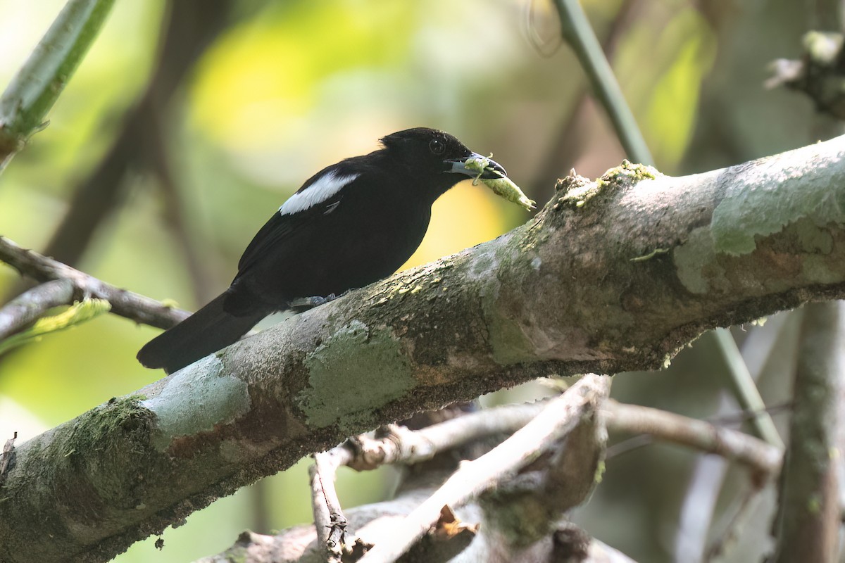 White-shouldered Tanager - ML619219840