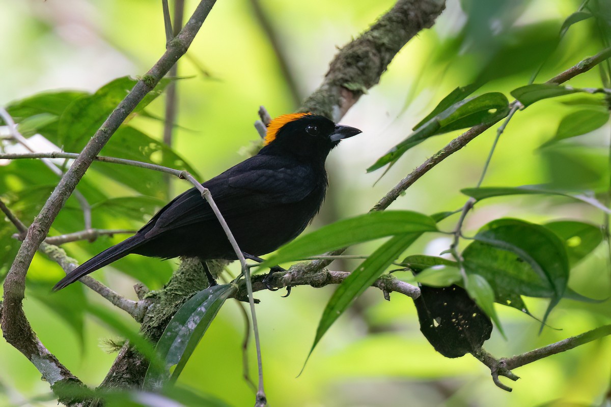 Tawny-crested Tanager - ML619219846