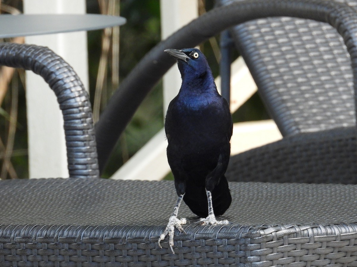Great-tailed Grackle - ML619219874