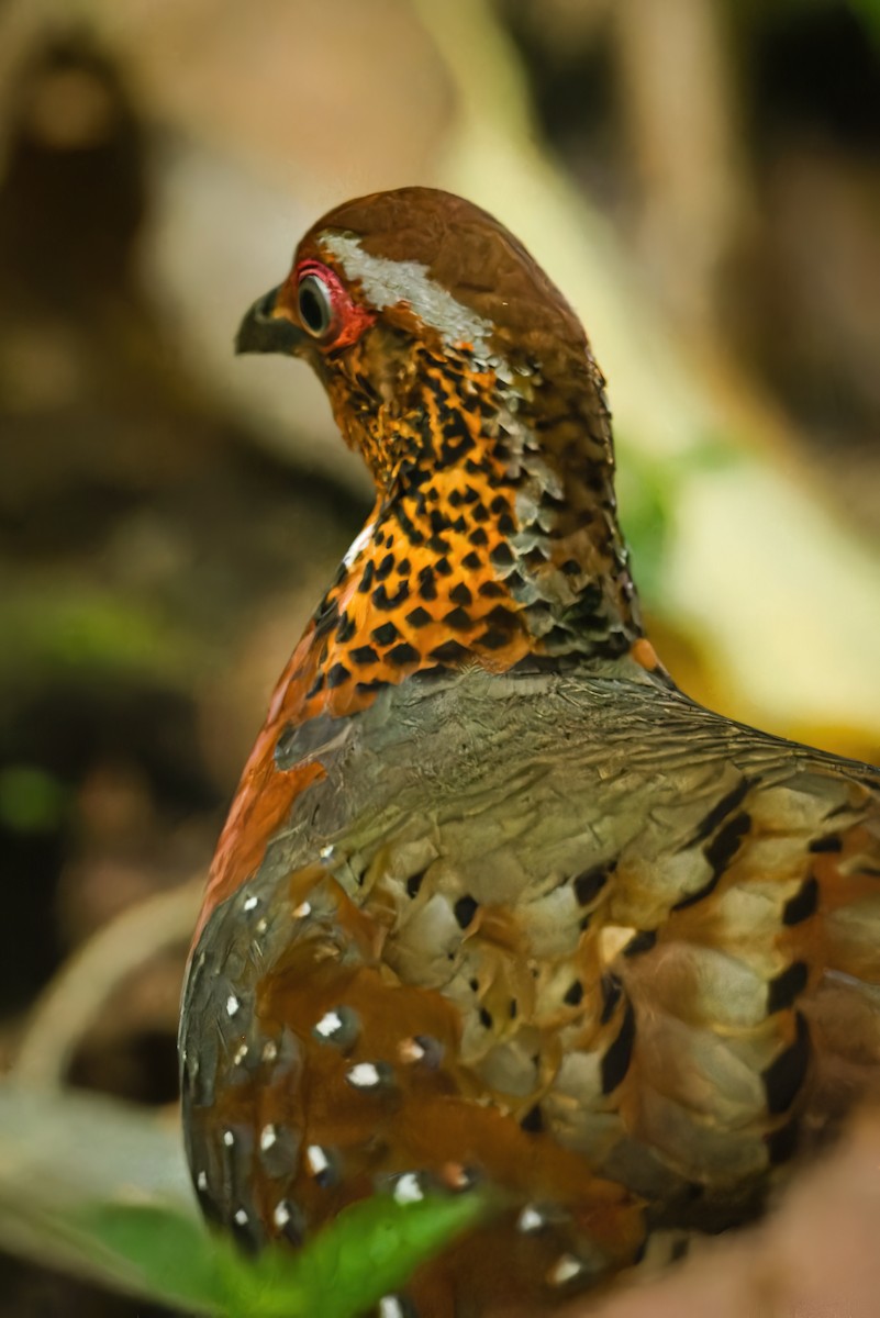 Chestnut-breasted Partridge - ML619219880