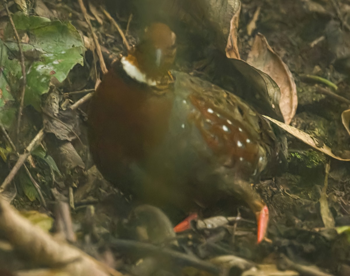 Chestnut-breasted Partridge - ML619219882