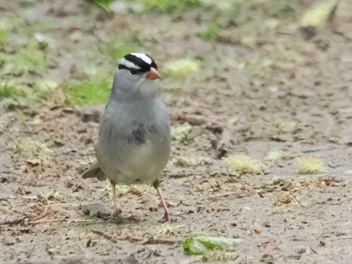 White-crowned Sparrow - ML619219906