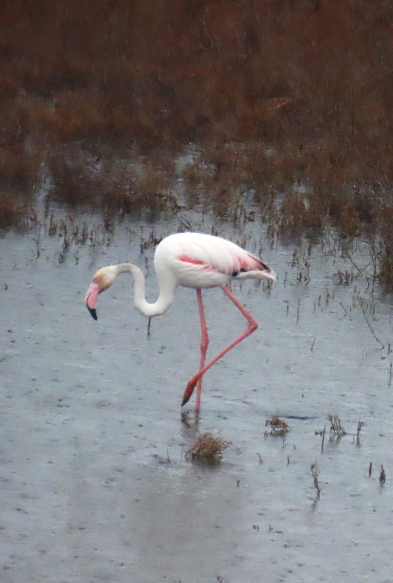 Greater Flamingo - ML619219907