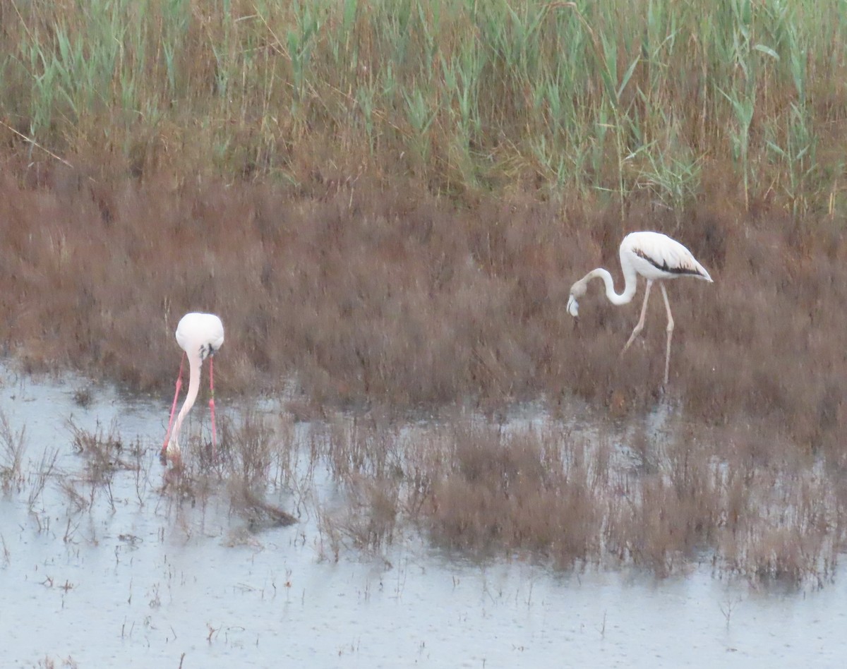 Greater Flamingo - ML619219908