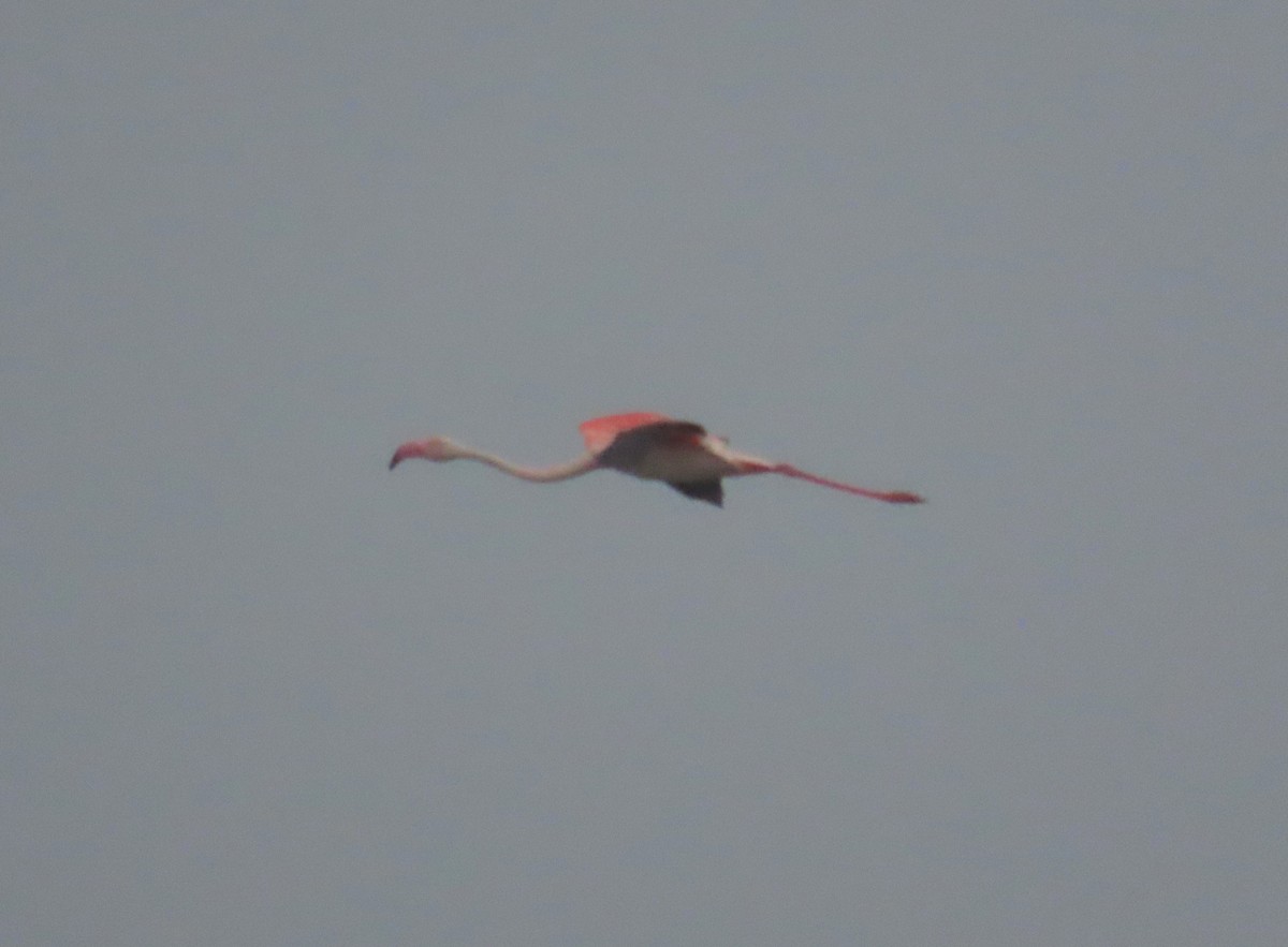 Greater Flamingo - ML619219909