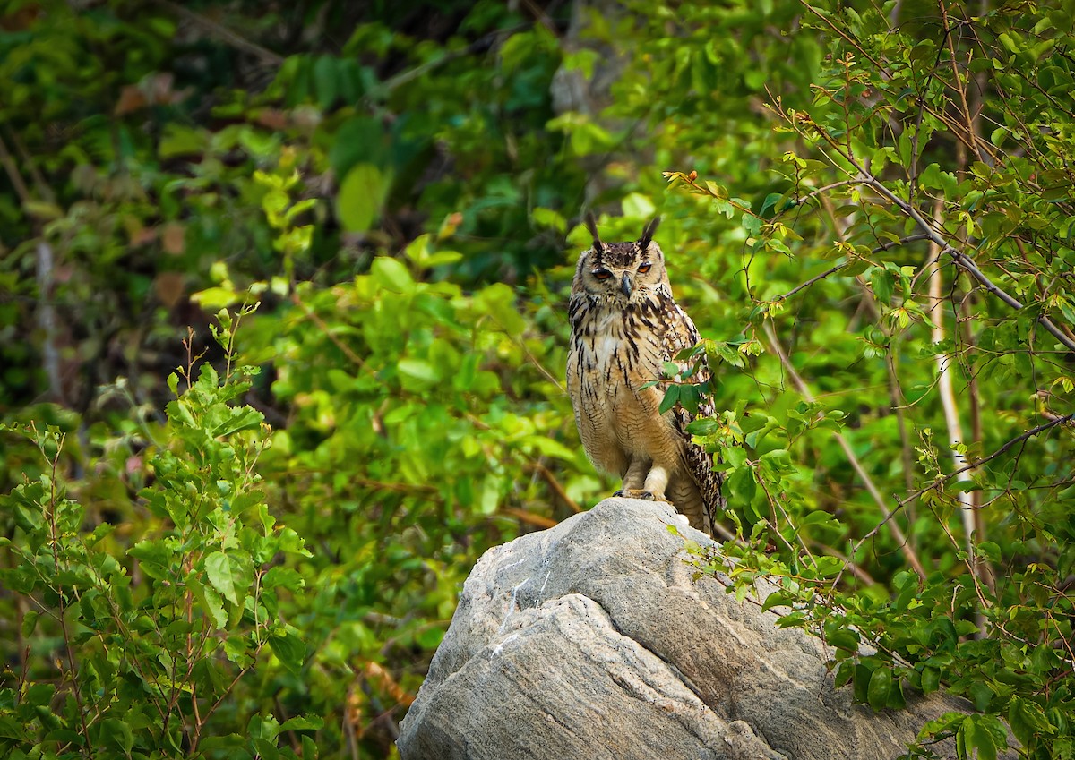 Rock Eagle-Owl - ML619219933