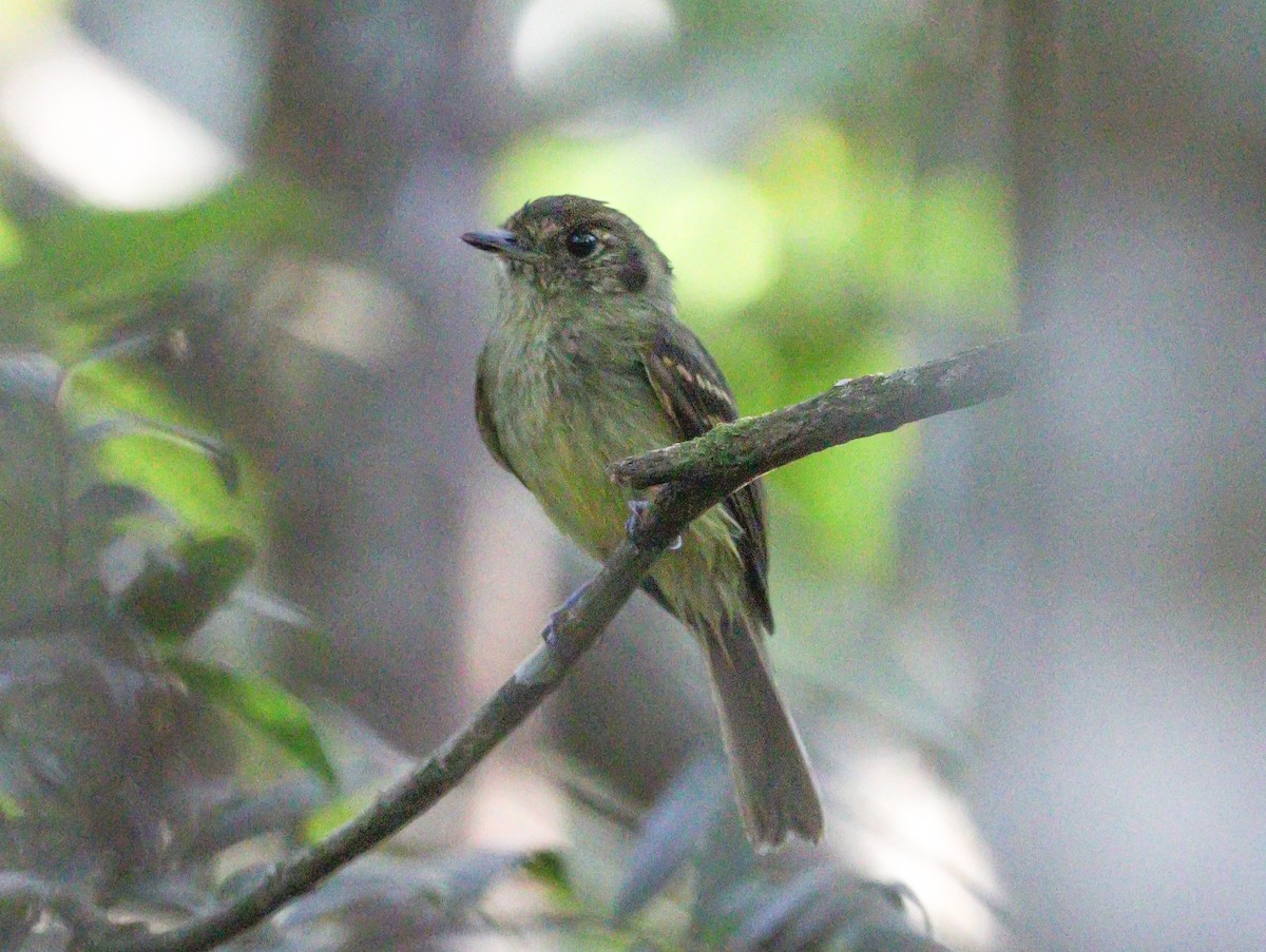 Sepia-capped Flycatcher - ML619219936