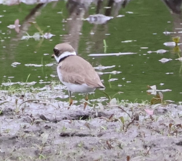 Semipalmated Plover - ML619220009