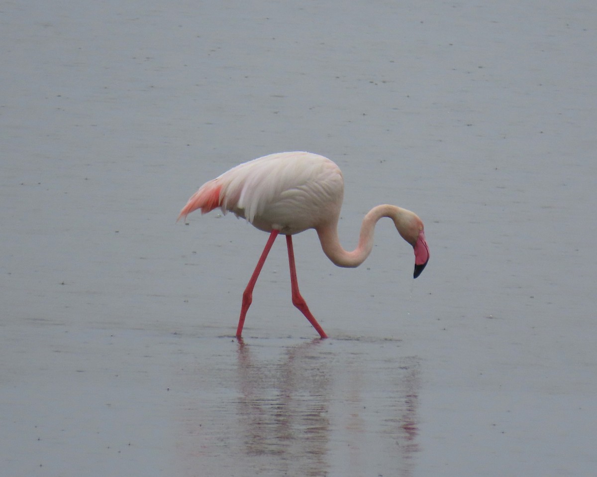 Greater Flamingo - ML619220019