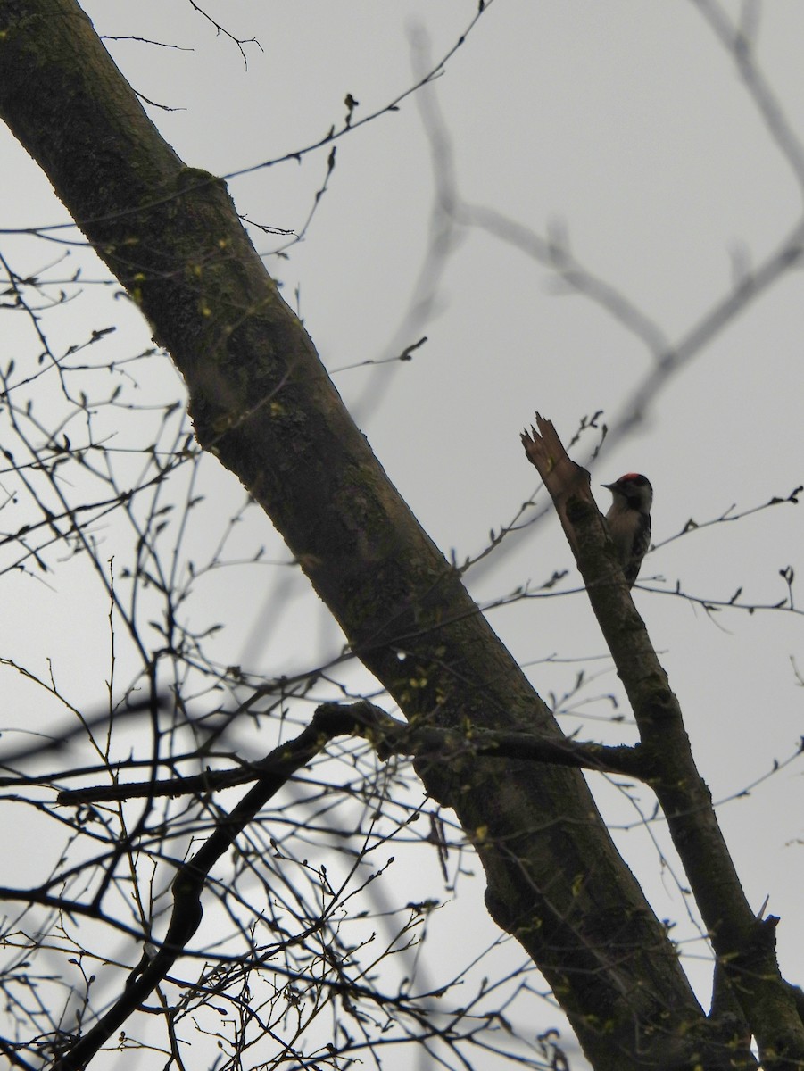 Lesser Spotted Woodpecker - ML619220042